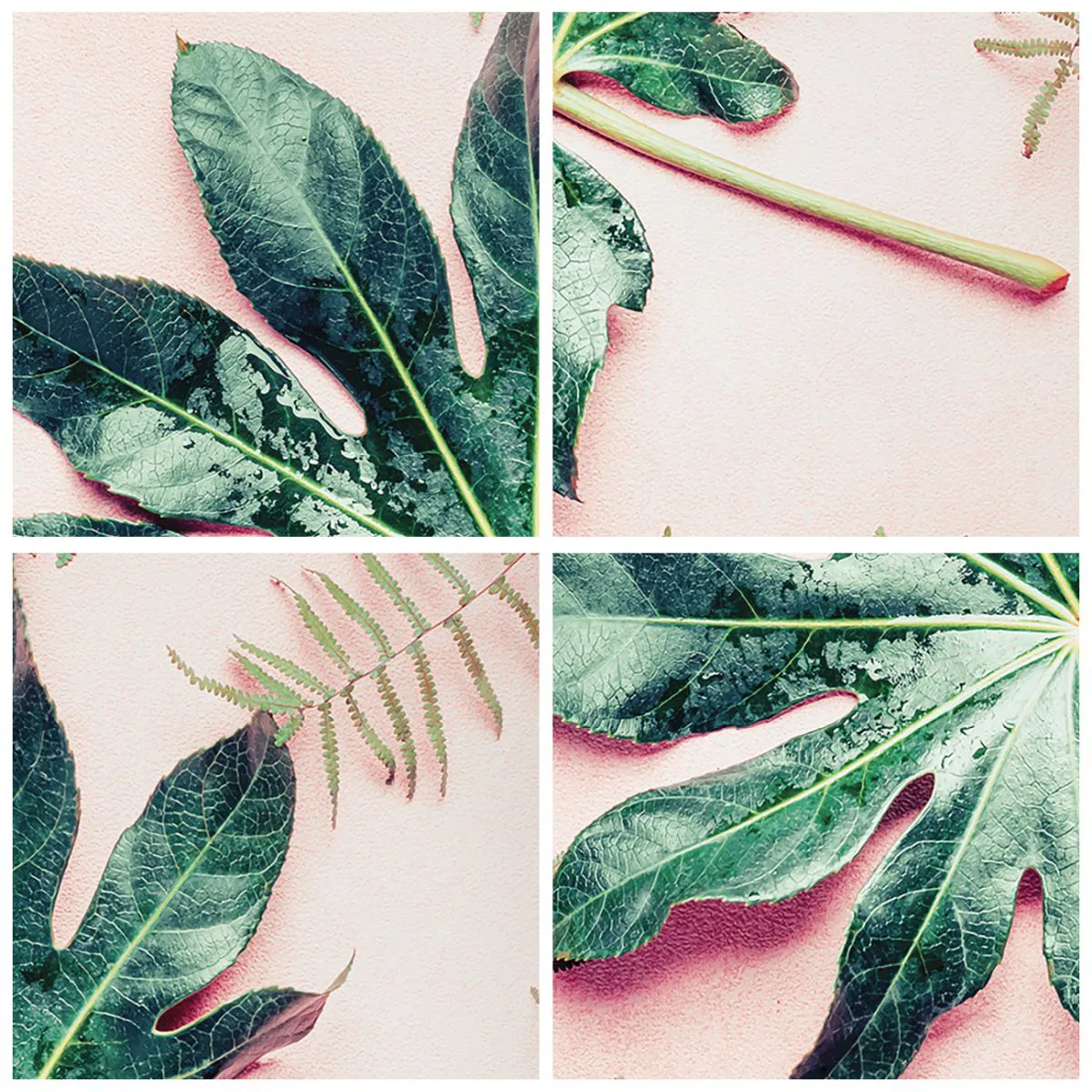 Tablou pe sticlă - Studiu de verdeață pe un fundal roz - 70x100 cm