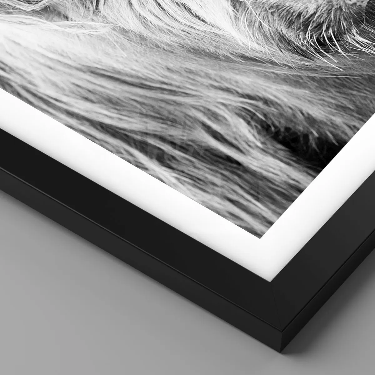 Stampa Su Tela Quadro Mucca Delle Highlands – Bianco E Nero, Con Cornice 61x91,4 Cm, Pronto Da Appendere, Per Soggiorno E Camera