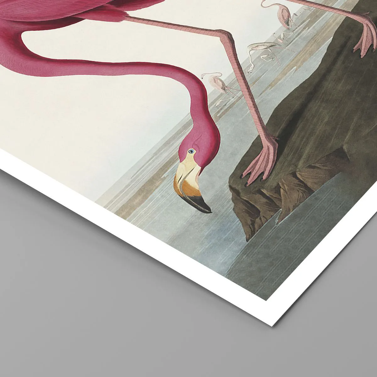 Poster - Curious Creature - 50x70 cm