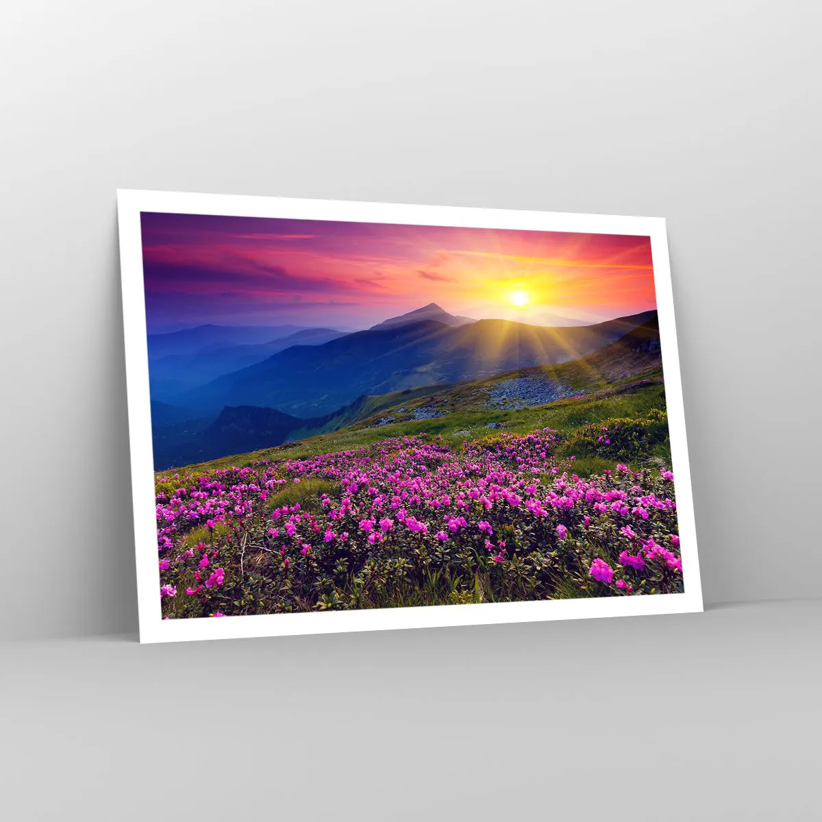 Poster - Surrounded by Mountain Pine and Herbs - 100x70 cm