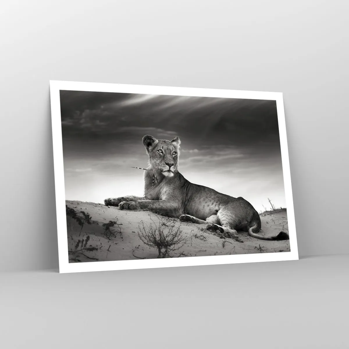 Poster - Schwarz-Weiß-Porträt einer Löwin in der Savanne - 100x70cm - Die Königin der Wüstenruhe - Moderne Wanddekoration für Wohnzimmer und Schlafzimmer ARTTOR