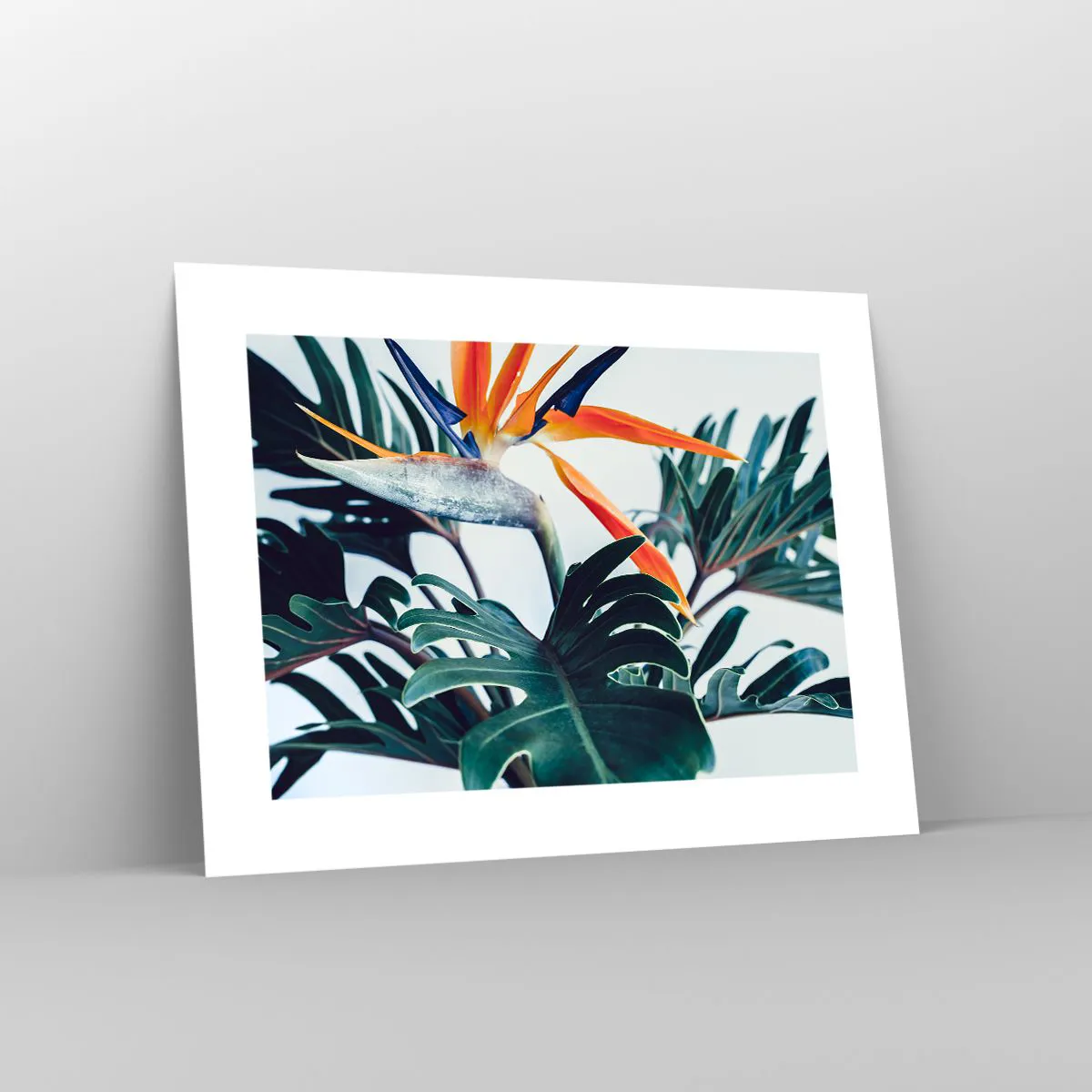 Affisch - Fågelbuske - 40x30 cm