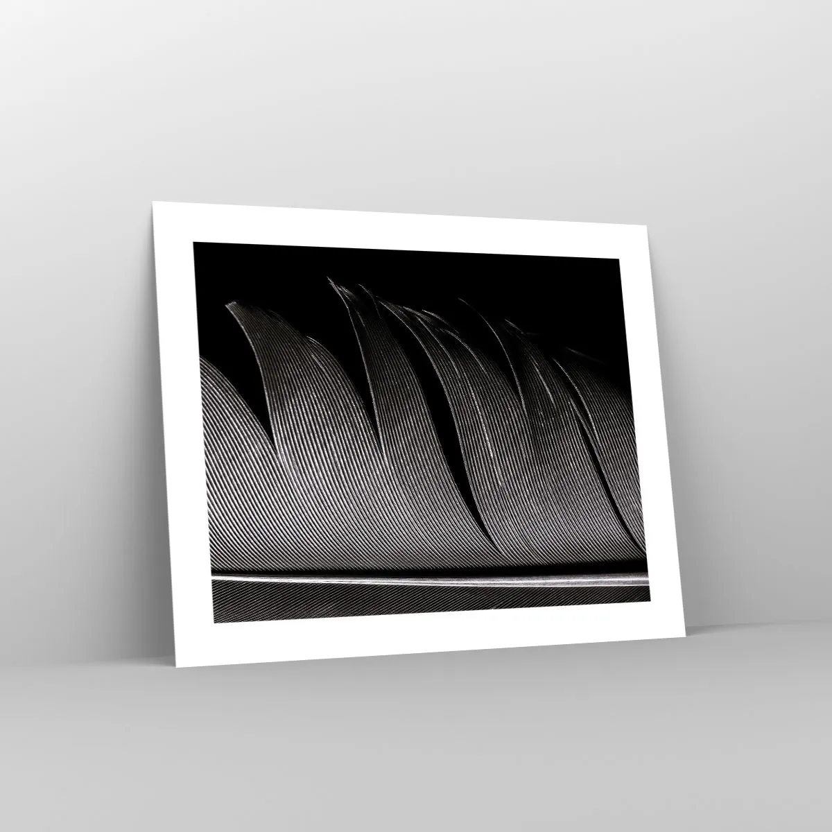 Poster - Feather - Wonderful Constract - 50x40 cm