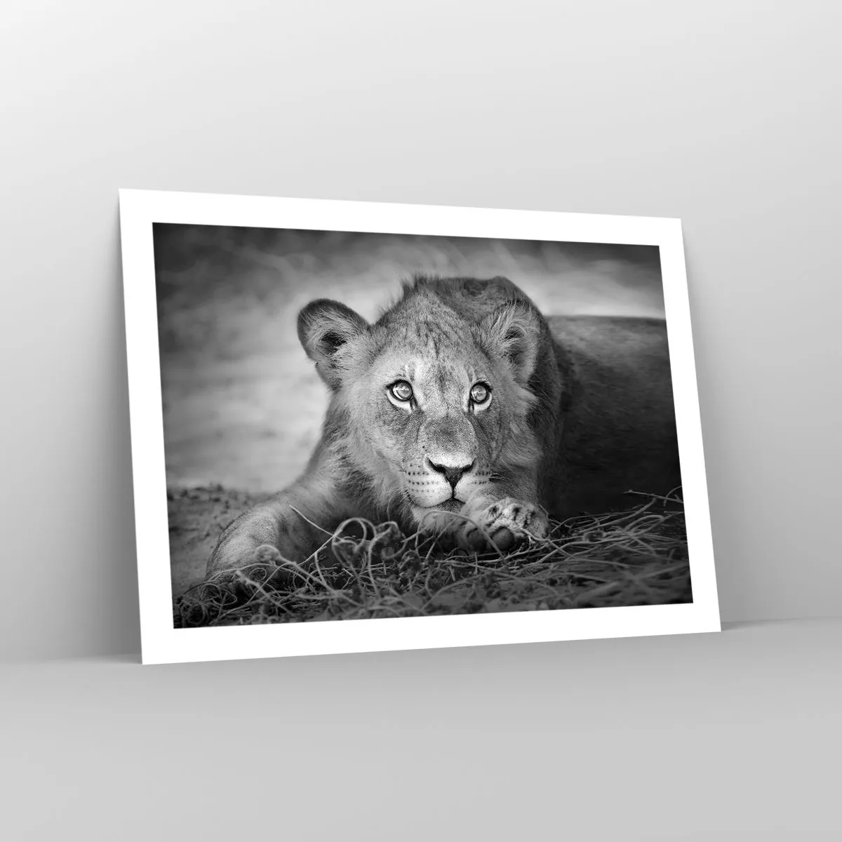 Plakát - Královské štěně - 70x50 cm