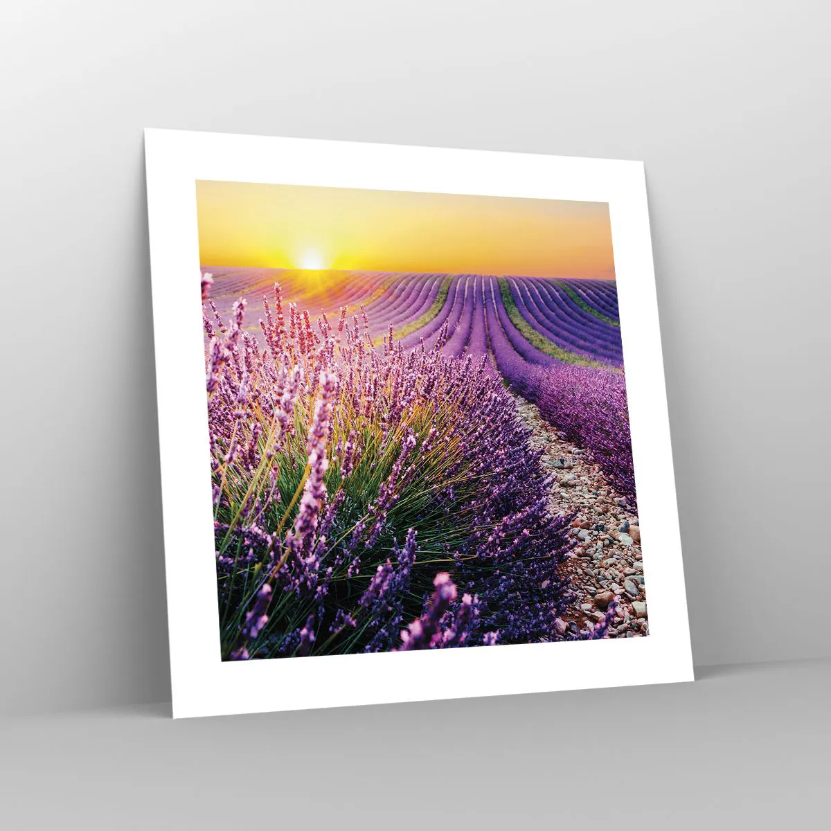 Póster - Pradera fragante - 40x40 cm