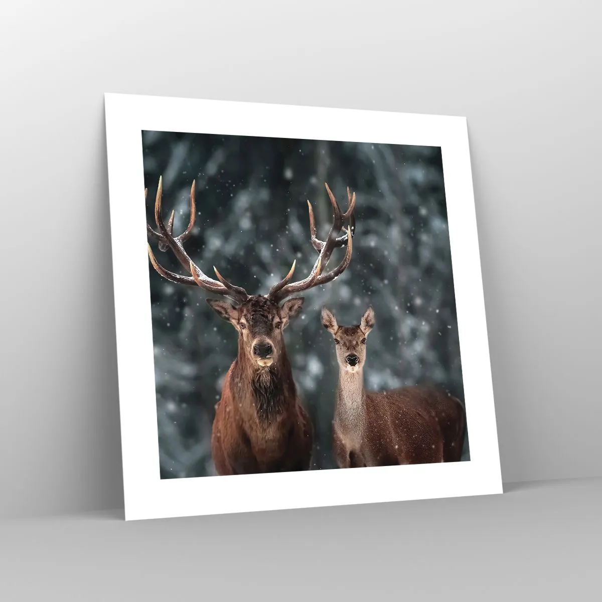 Poster - Il re della foresta con la consorte - 40x40 cm