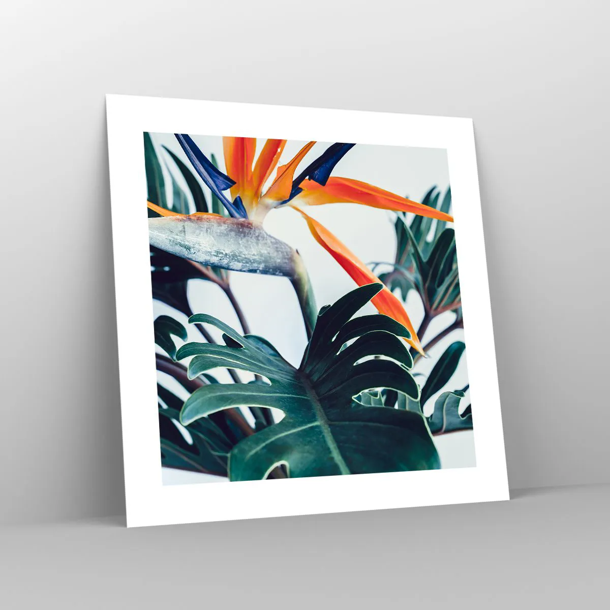 Plakat - Fuglebur - 40x40 cm