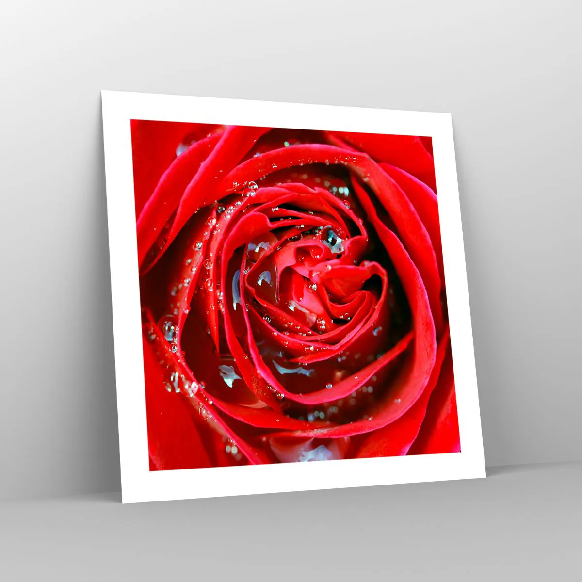 Plagát - V kvapkách rosy - 50x50 cm