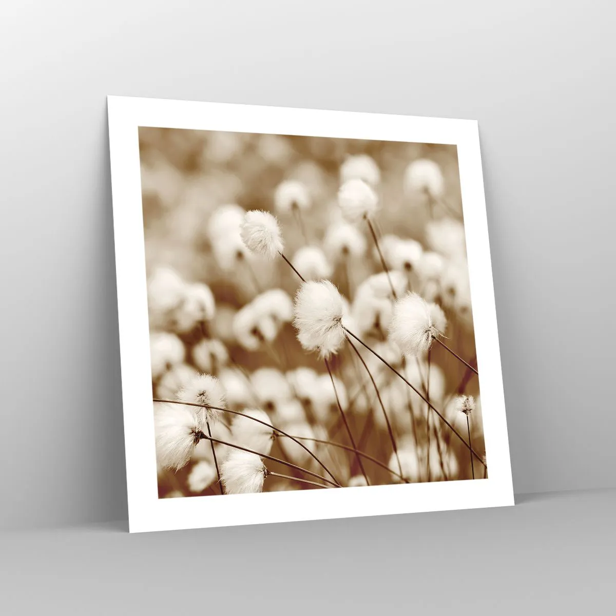 Plakat - Puszysty łan - 50x50 cm