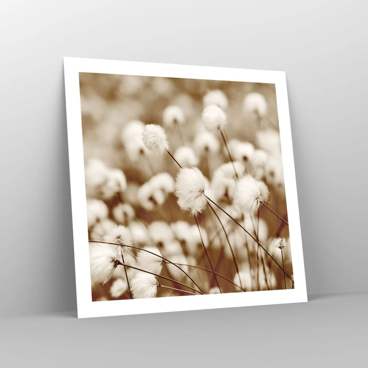 Plakat - Puszysty łan - 60x60 cm