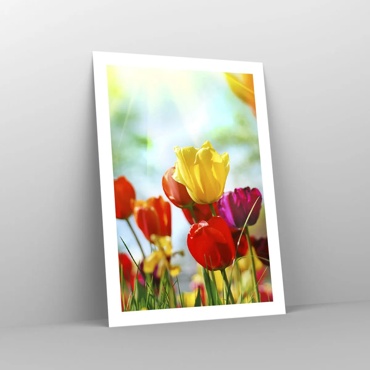 Plakat - Kolorowe tulipany w promieniach słońca - 50x70cm - Wszystkie barwy słońca - Nowoczesna dekoracja ścienna do salonu, kuchni i sypialni ARTTOR