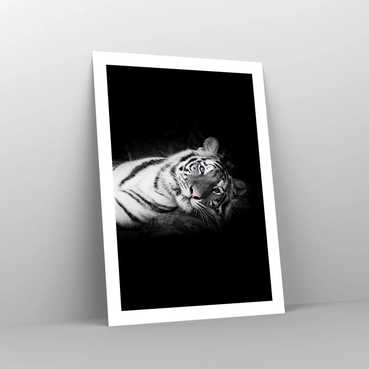 Póster - Un tigre blanco en una toma contrastante sobre un fondo negro. - 50x70cm - Salvaje y tranquilo - Decoración de pared moderna para salón y dormitorio ARTTOR