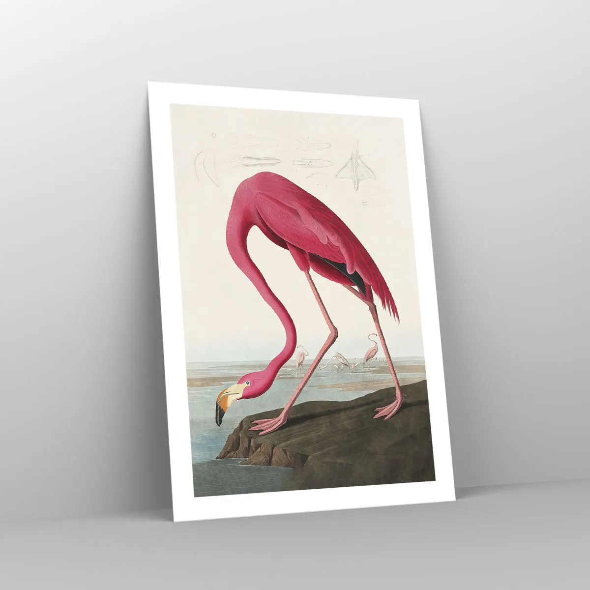 Poster - Curious Creature - 50x70 cm