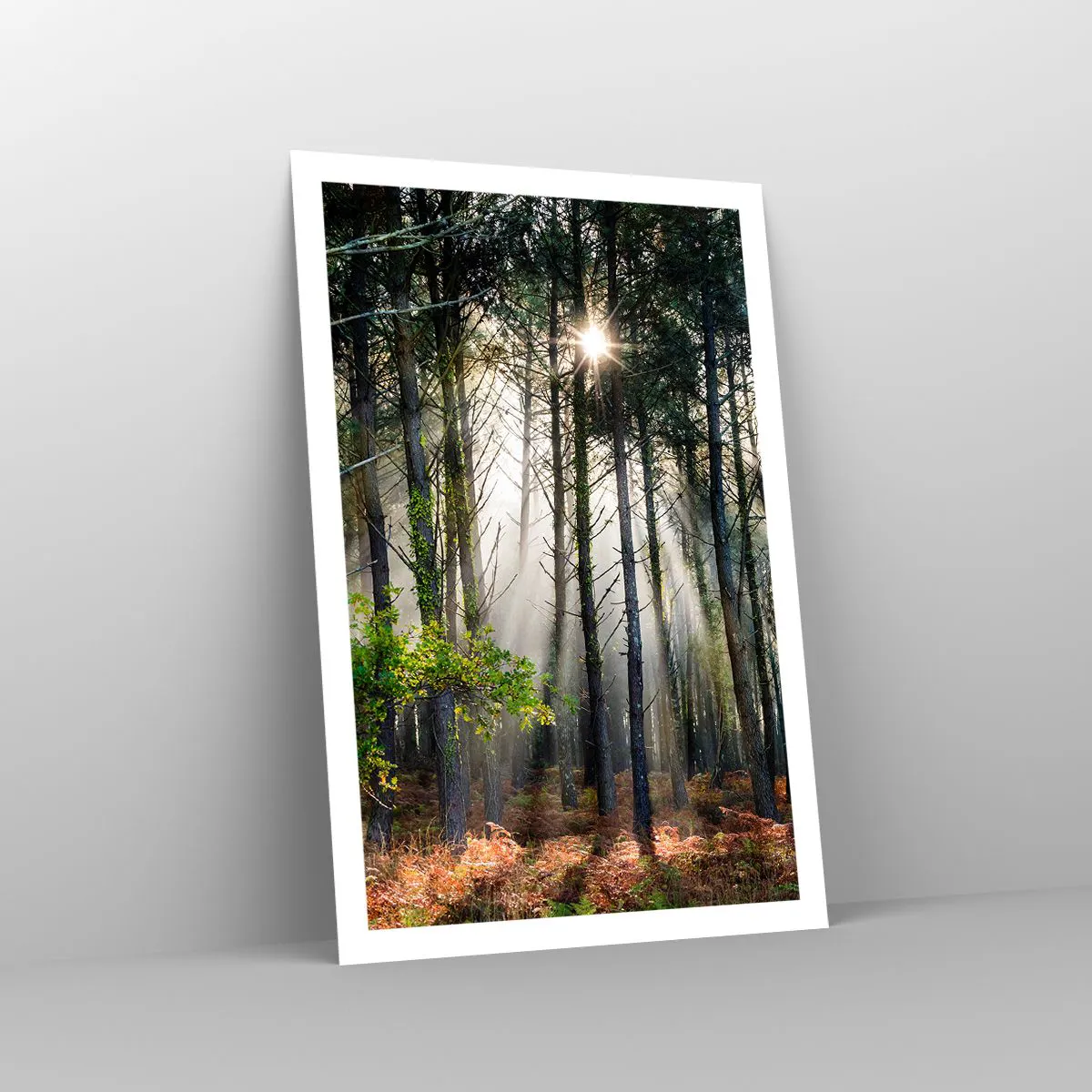 Poster - Woodland Area - 61x91 cm