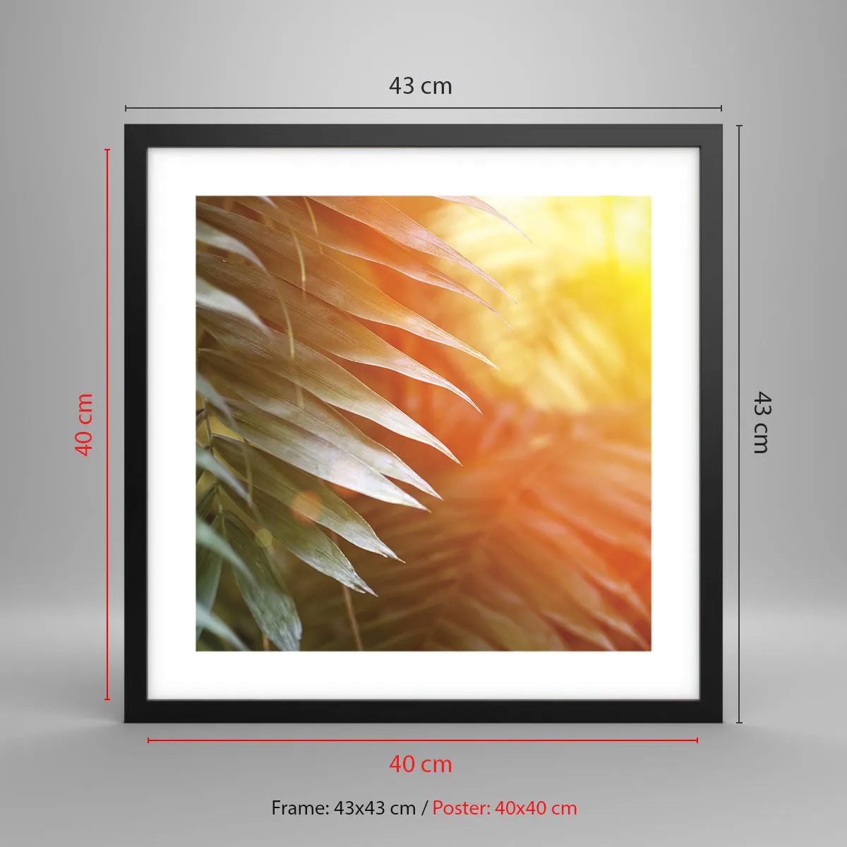 Plakat i sort ramme - Morgen i junglen - 40x40 cm