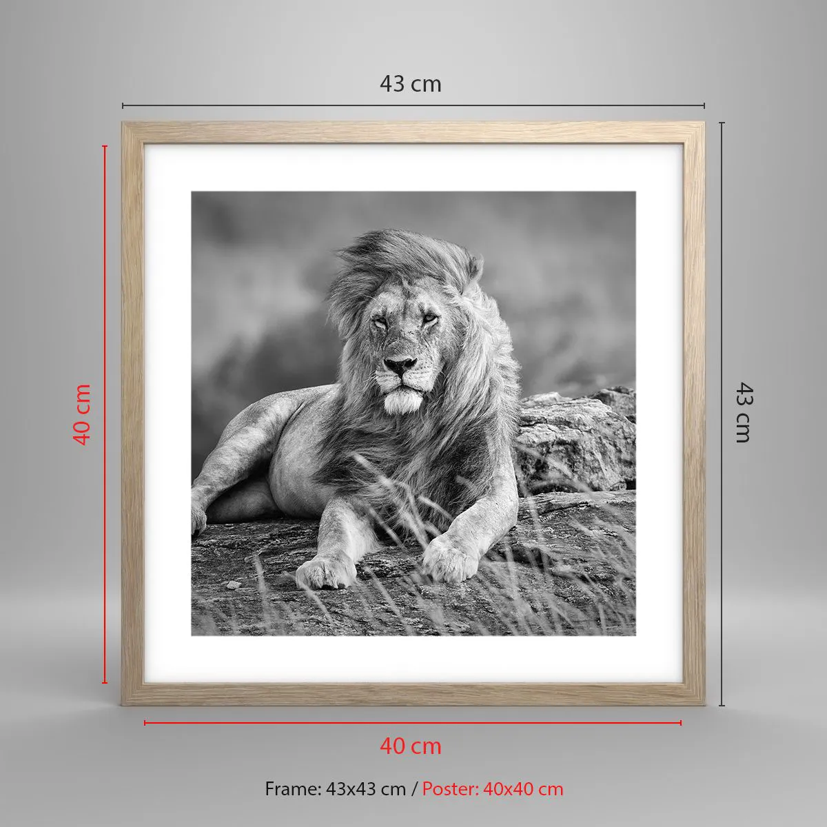 Affisch i ram av ljusek - Kunglig siesta - 40x40 cm