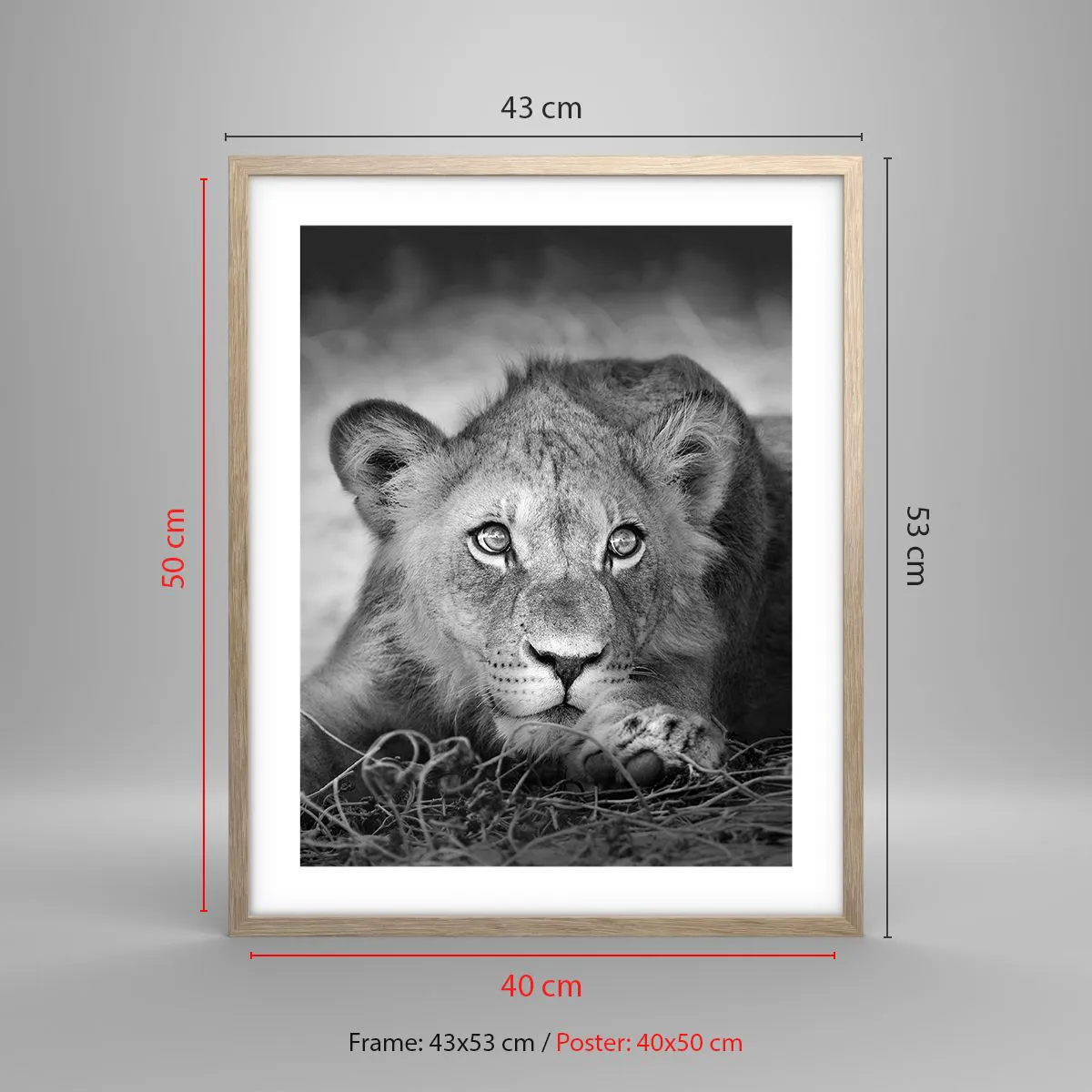 Affiche dans un chêne clair - Poster - Chiot royal - 40x50 cm