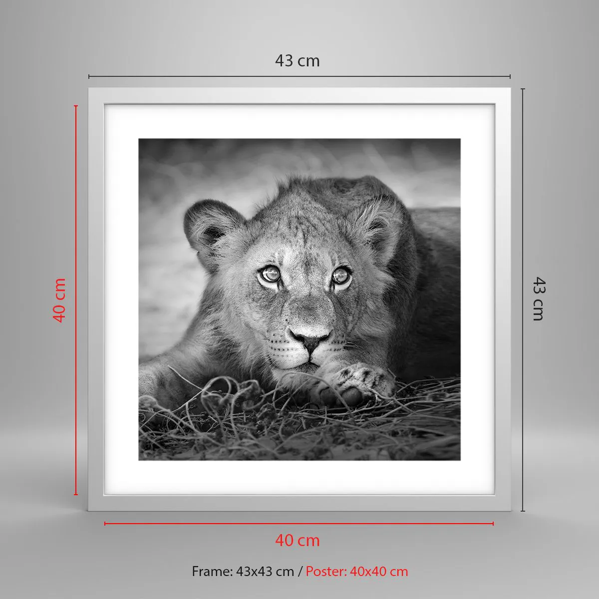 Poster in einem weißen Rahmen - Königlicher Welpe - 40x40 cm