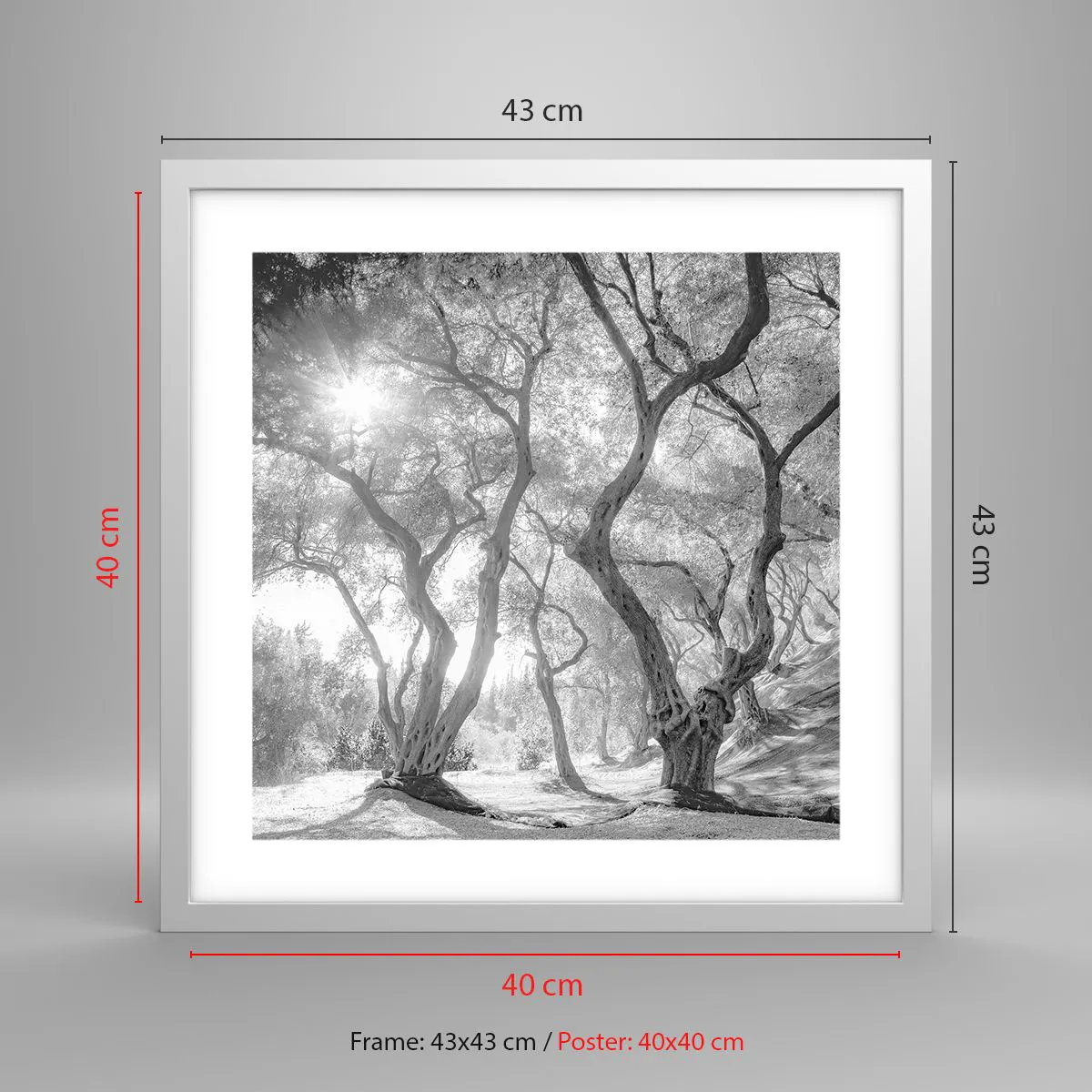 Póster en marco blanco - En un olivar - 40x40 cm
