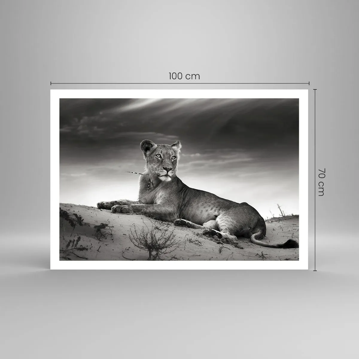 Poster - Schwarz-Weiß-Porträt einer Löwin in der Savanne - 100x70cm - Die Königin der Wüstenruhe - Moderne Wanddekoration für Wohnzimmer und Schlafzimmer ARTTOR