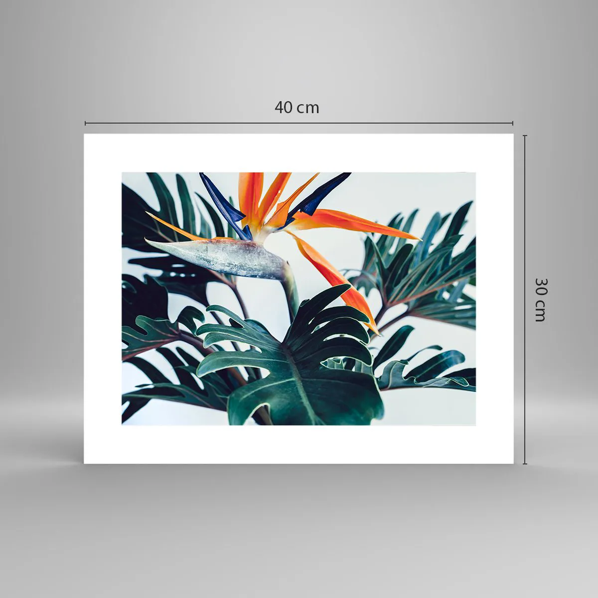 Affisch - Fågelbuske - 40x30 cm