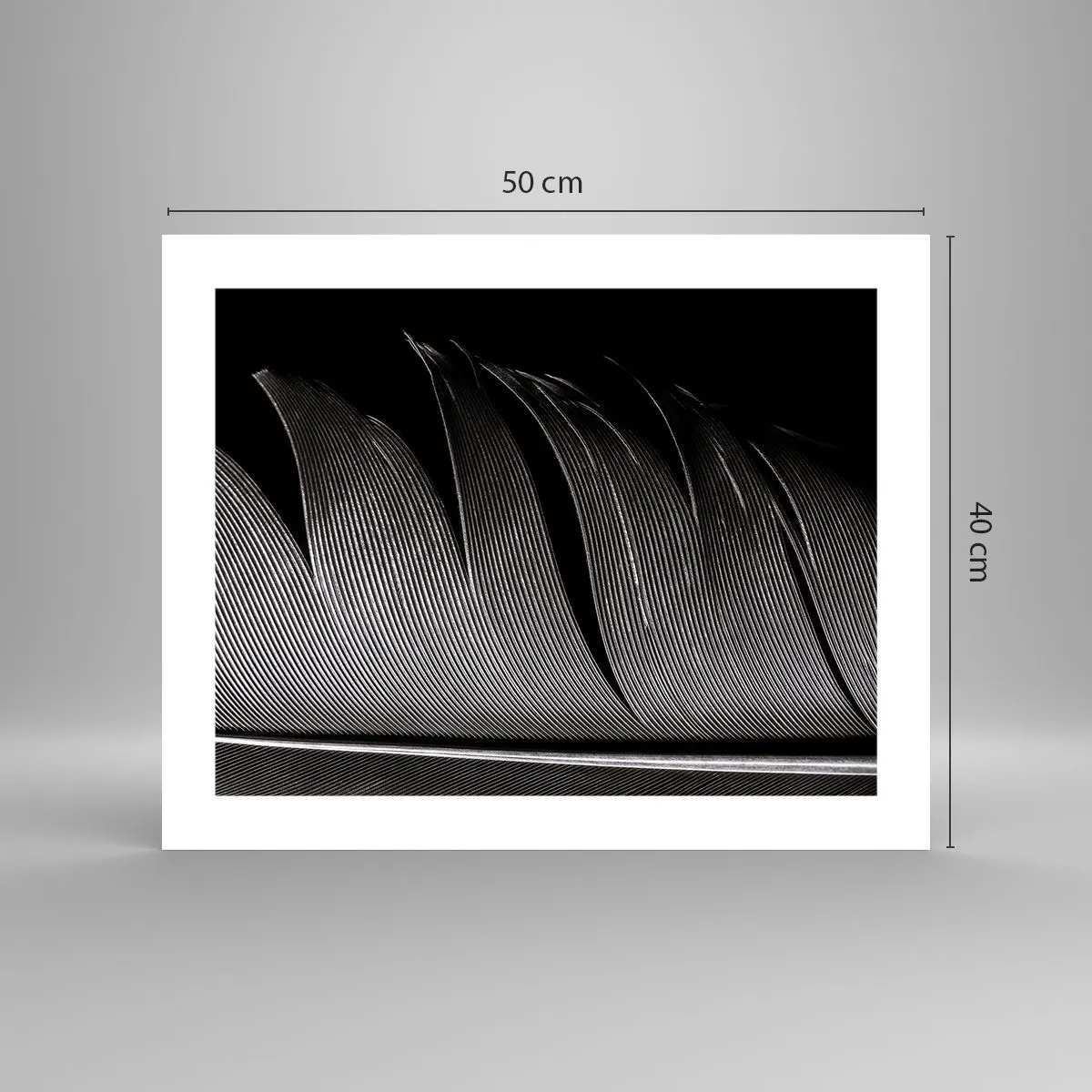 Poster - Feather - Wonderful Constract - 50x40 cm