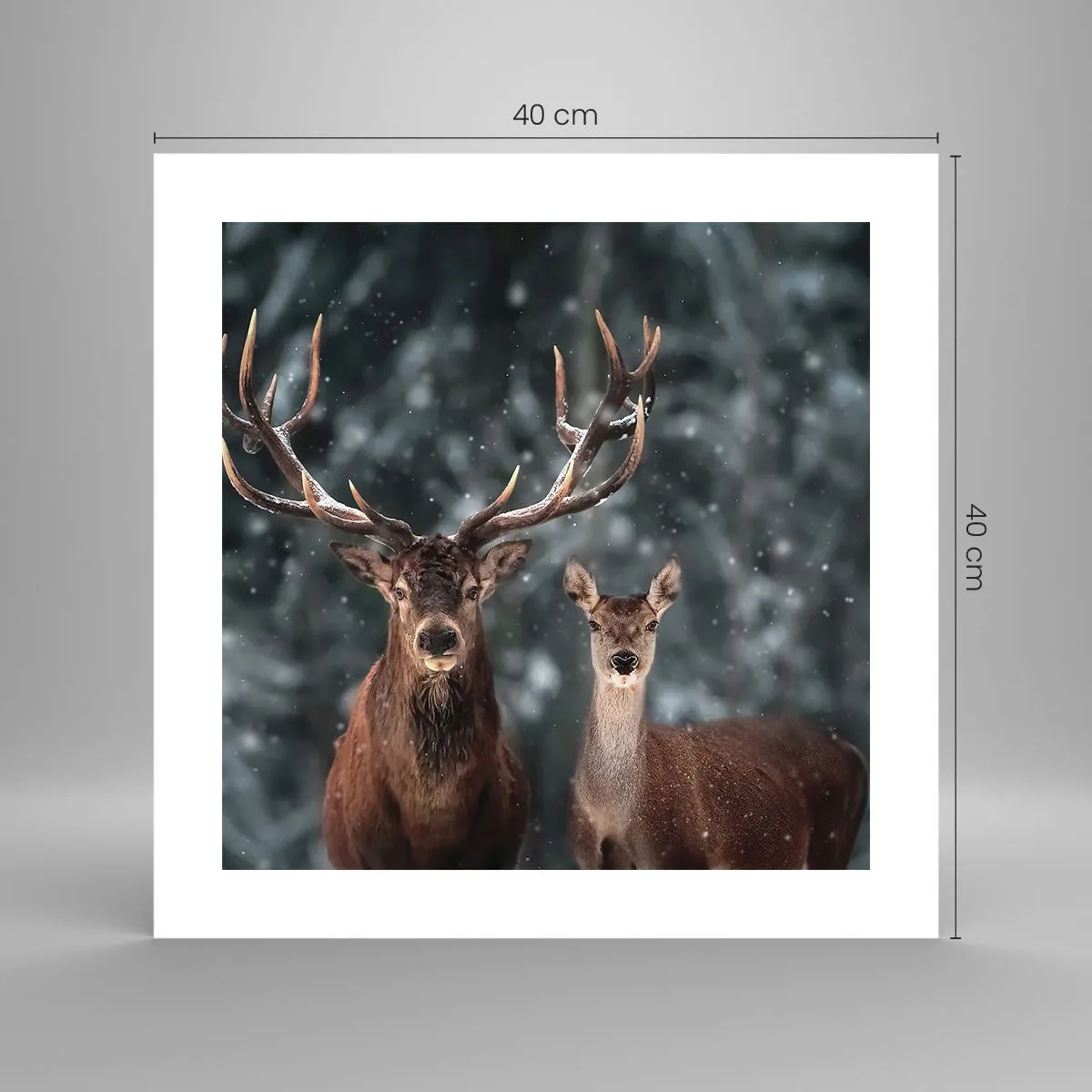 Poster - Il re della foresta con la consorte - 40x40 cm