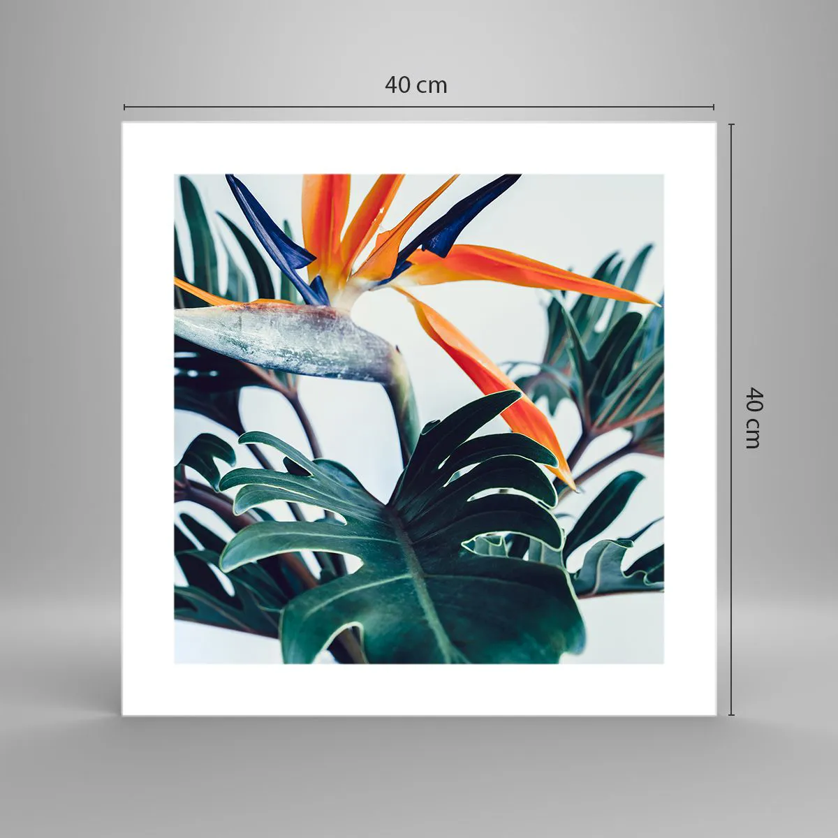 Plakat - Fuglebur - 40x40 cm