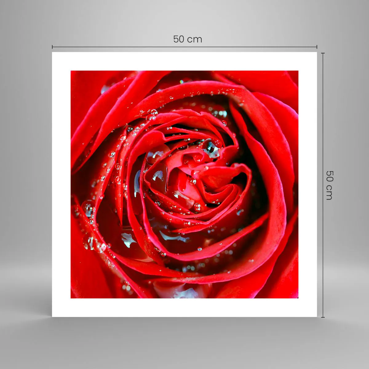 Plagát - V kvapkách rosy - 50x50 cm