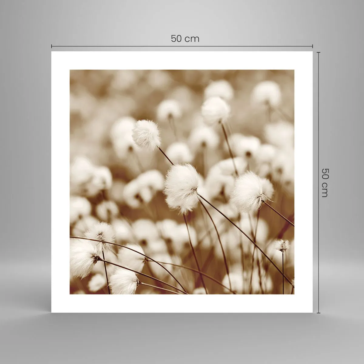 Plakat - Puszysty łan - 50x50 cm