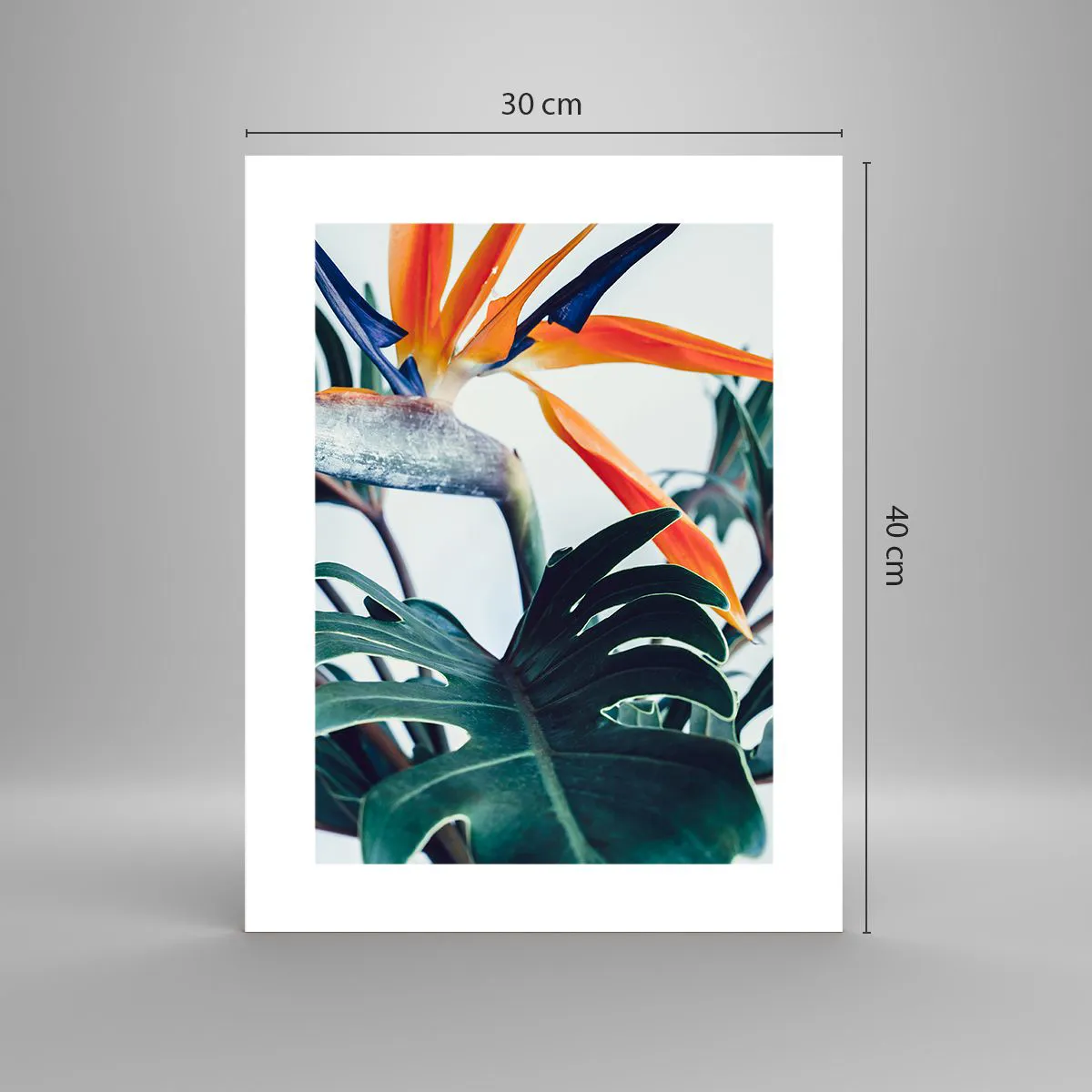 Plakát - Ptákeř - 30x40 cm