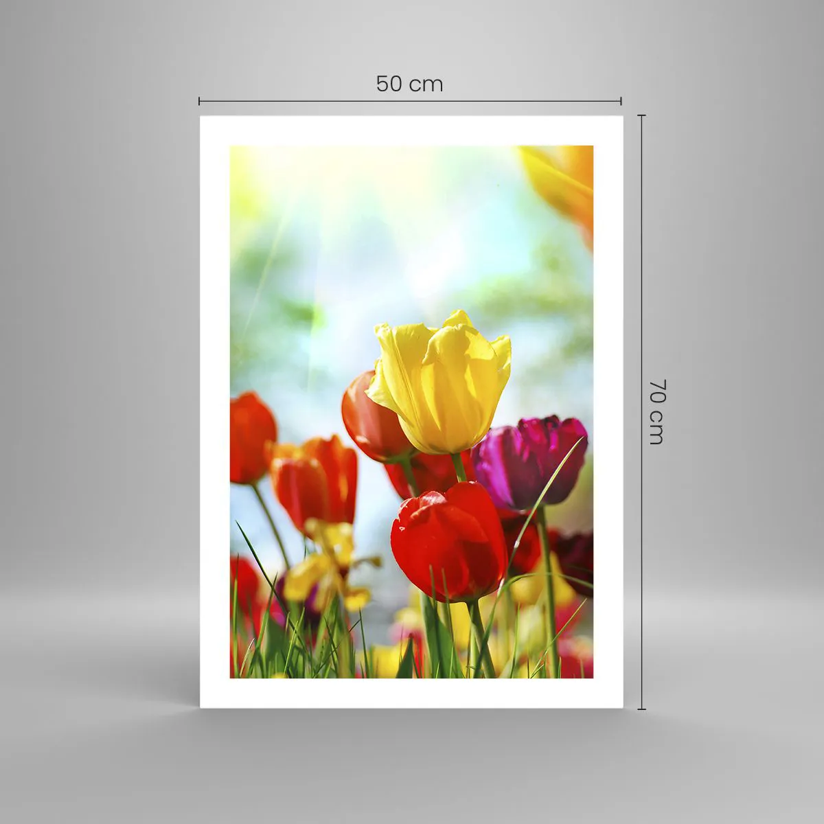 Plakat - Kolorowe tulipany w promieniach słońca - 50x70cm - Wszystkie barwy słońca - Nowoczesna dekoracja ścienna do salonu, kuchni i sypialni ARTTOR