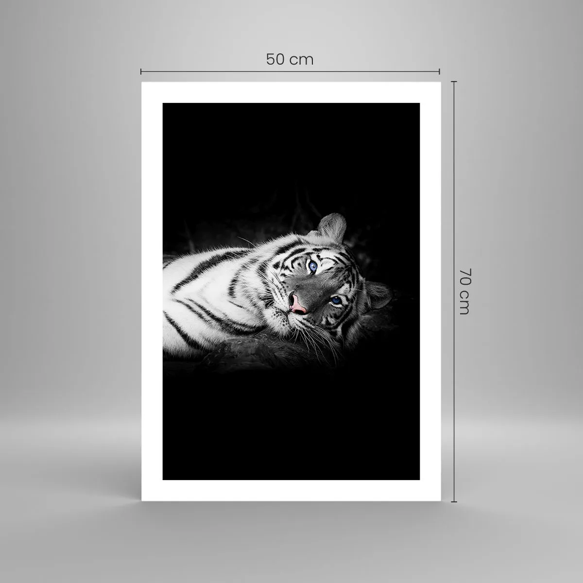 Póster - Un tigre blanco en una toma contrastante sobre un fondo negro. - 50x70cm - Salvaje y tranquilo - Decoración de pared moderna para salón y dormitorio ARTTOR