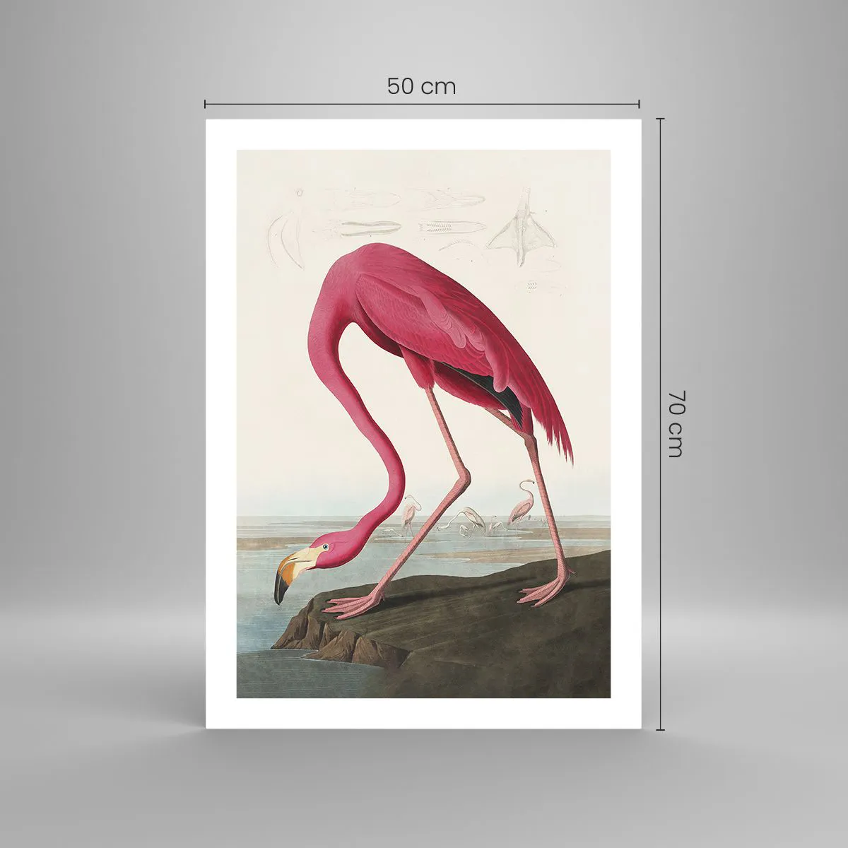 Poster - Curious Creature - 50x70 cm