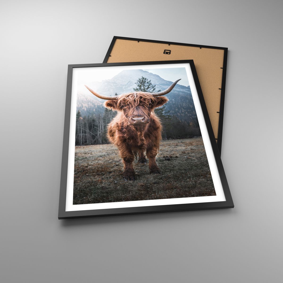 Poster Mountains, Poster Scottish Cow, Poster Pasture, Poster Animals, Poster Landscape