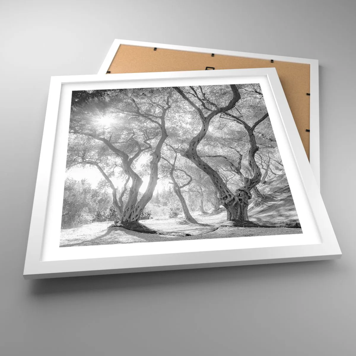 Póster en marco blanco - En un olivar - 40x40 cm