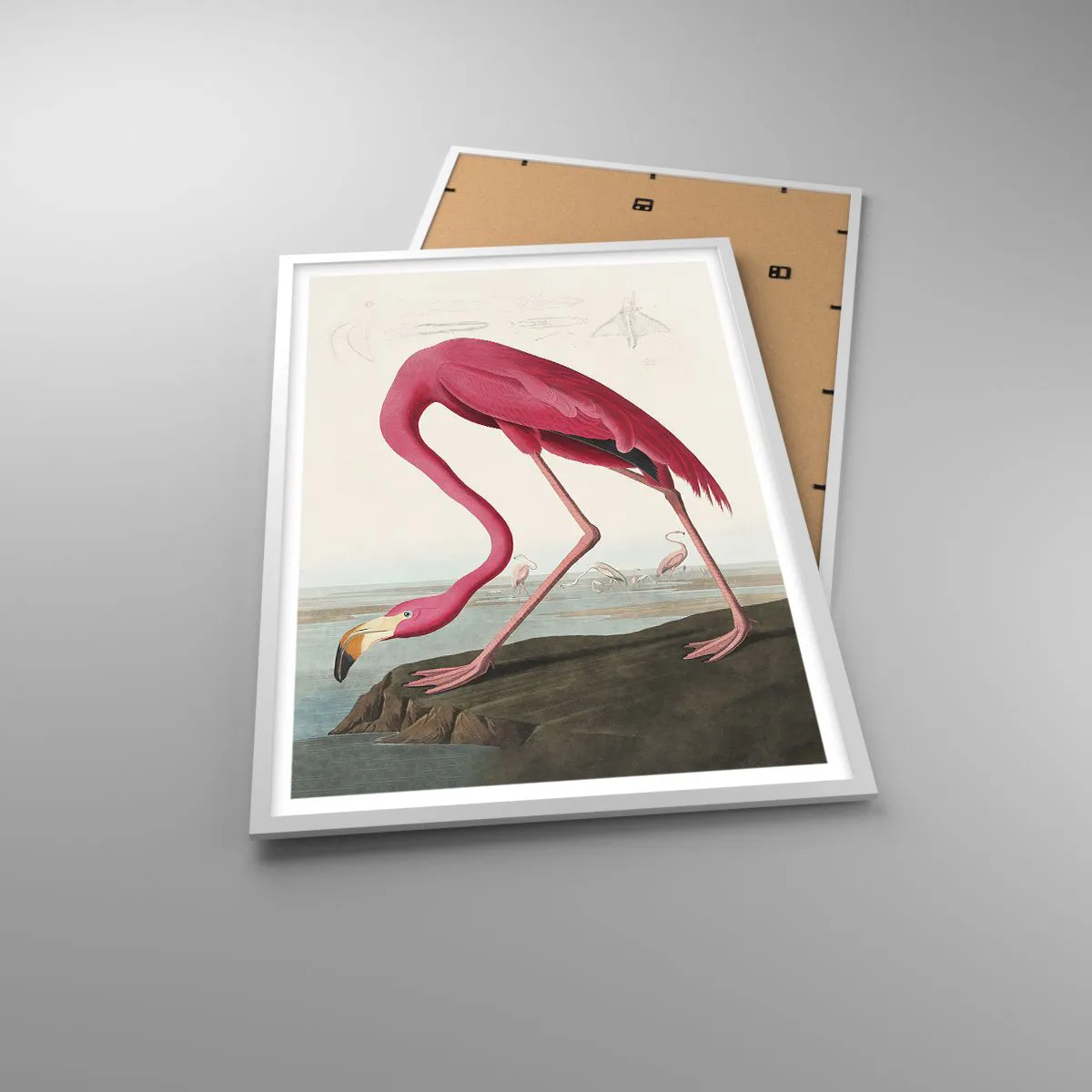 Poster in white frmae - Curious Creature - 61x91 cm