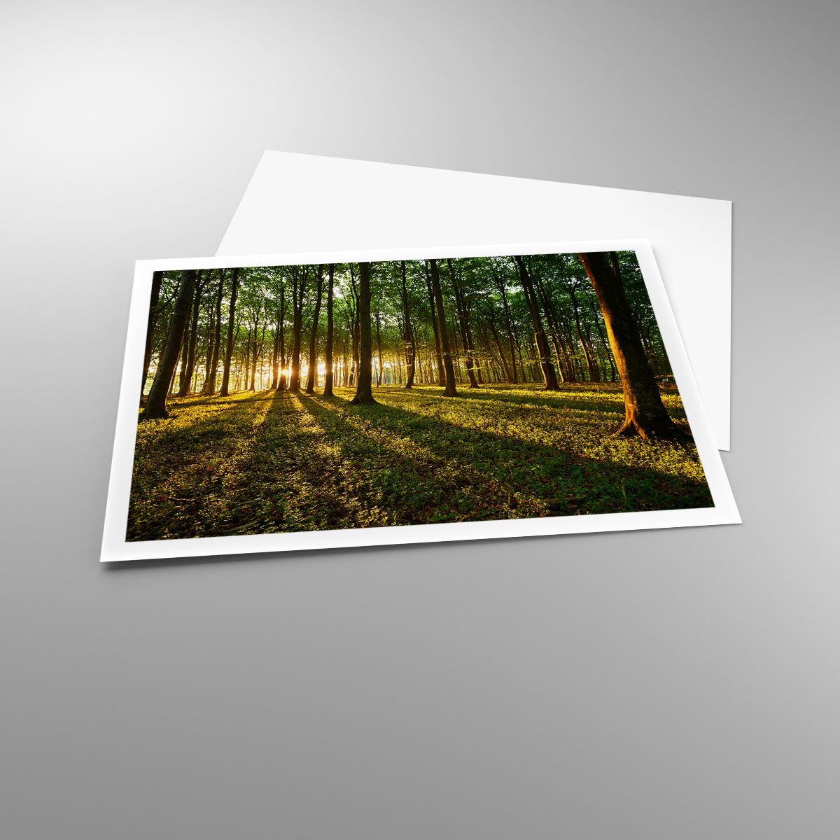 Affiche Paysage, Affiche Forêt, Affiche La Nature, Affiche Des Arbres, Affiche Rayons Du Soleil