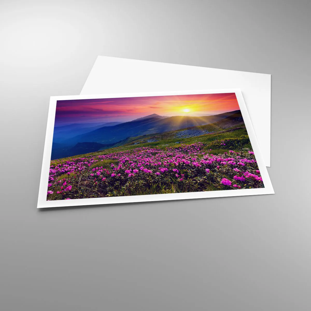 Poster - Surrounded by Mountain Pine and Herbs - 100x70 cm