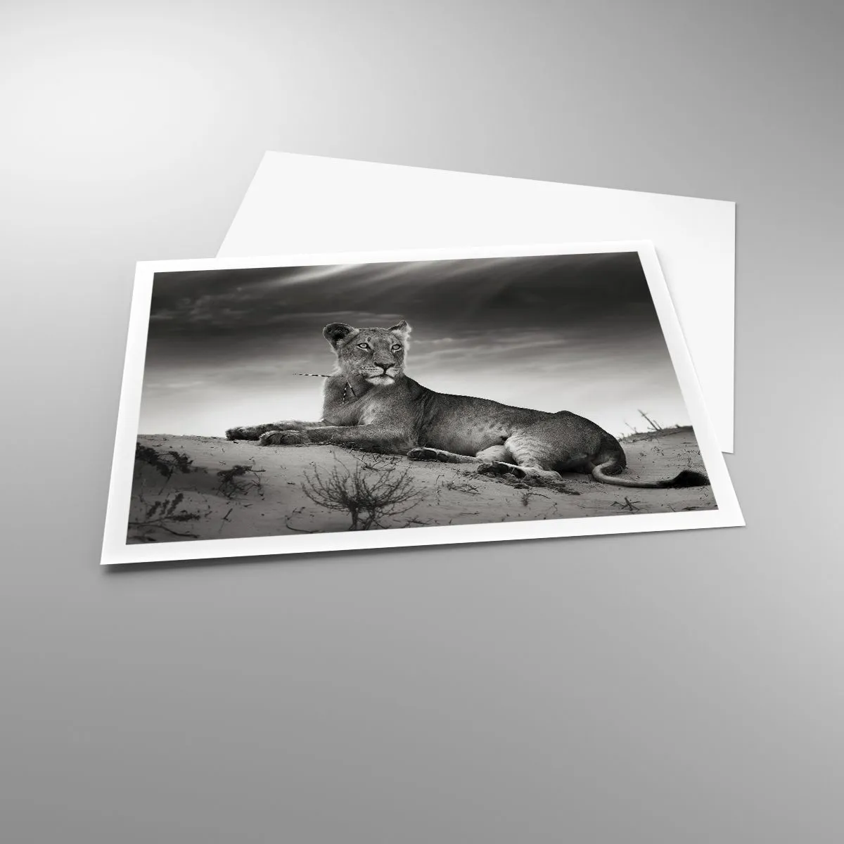 Poster - Schwarz-Weiß-Porträt einer Löwin in der Savanne - 100x70cm - Die Königin der Wüstenruhe - Moderne Wanddekoration für Wohnzimmer und Schlafzimmer ARTTOR