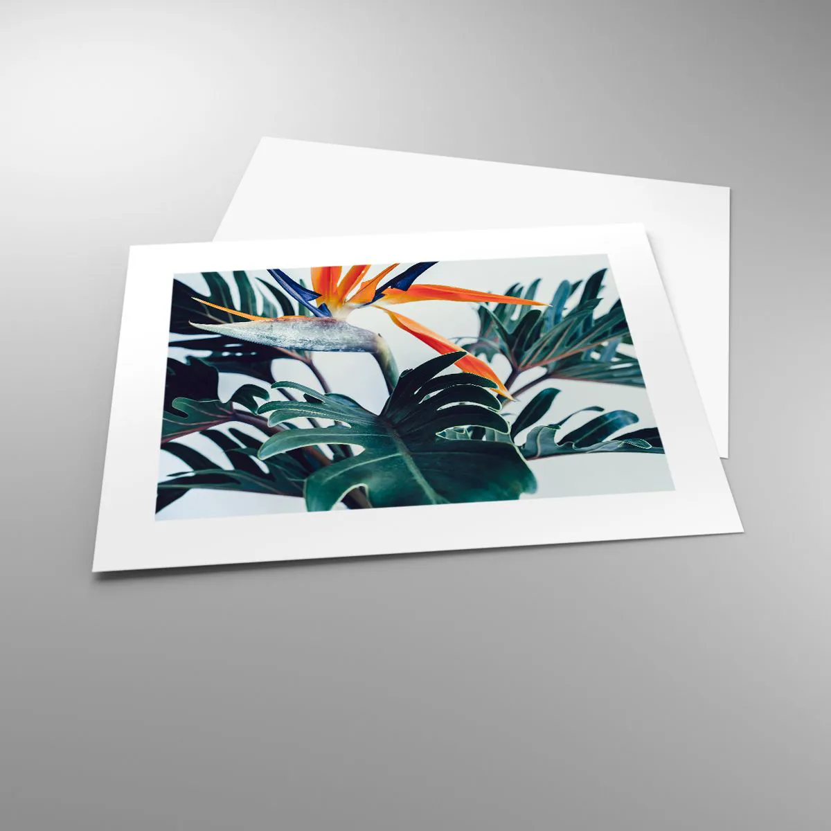 Affisch - Fågelbuske - 40x30 cm