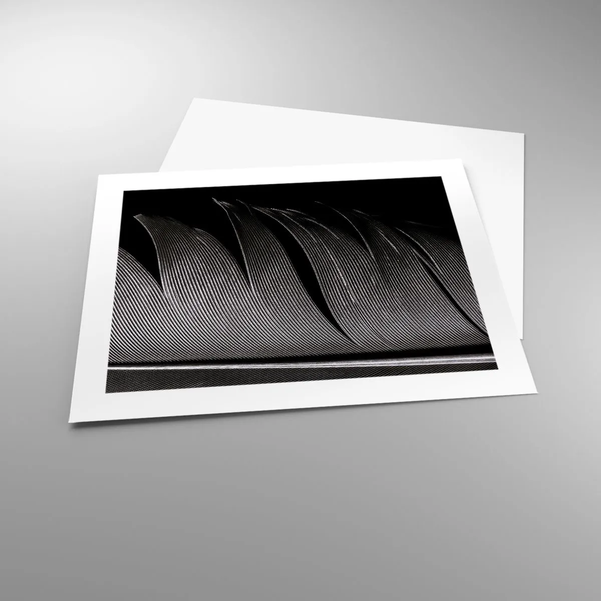 Poster - Feather - Wonderful Constract - 50x40 cm