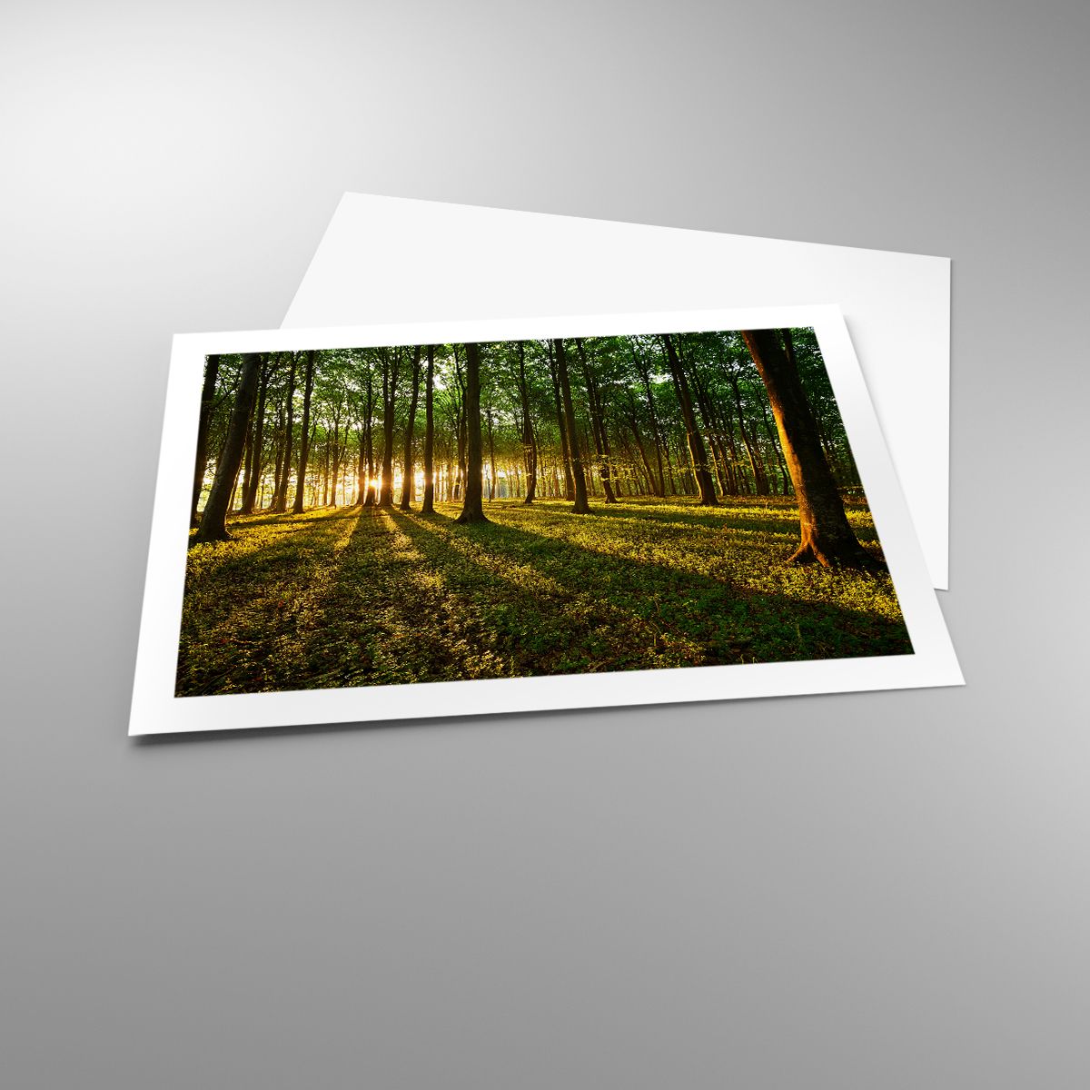 Poster Landschaft, Poster Wald, Poster Natur, Poster Bäume, Poster Sonnenstrahlen