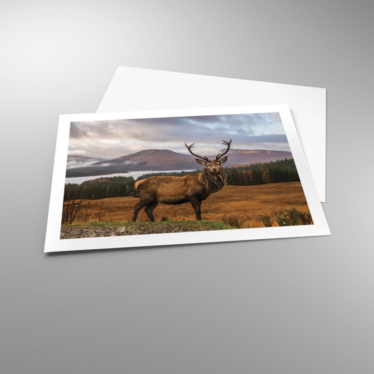 Poster Animals, Poster Deer, Poster Landscape, Poster Scotland, Poster Mountains