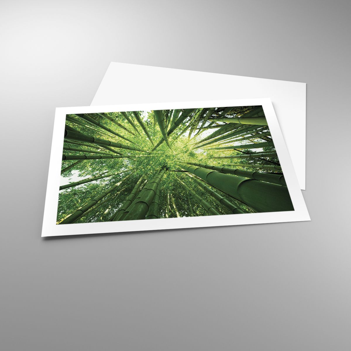 Poster Bamboo Forest, Poster Jungle, Poster Bamboo, Poster Nature, Poster Japan