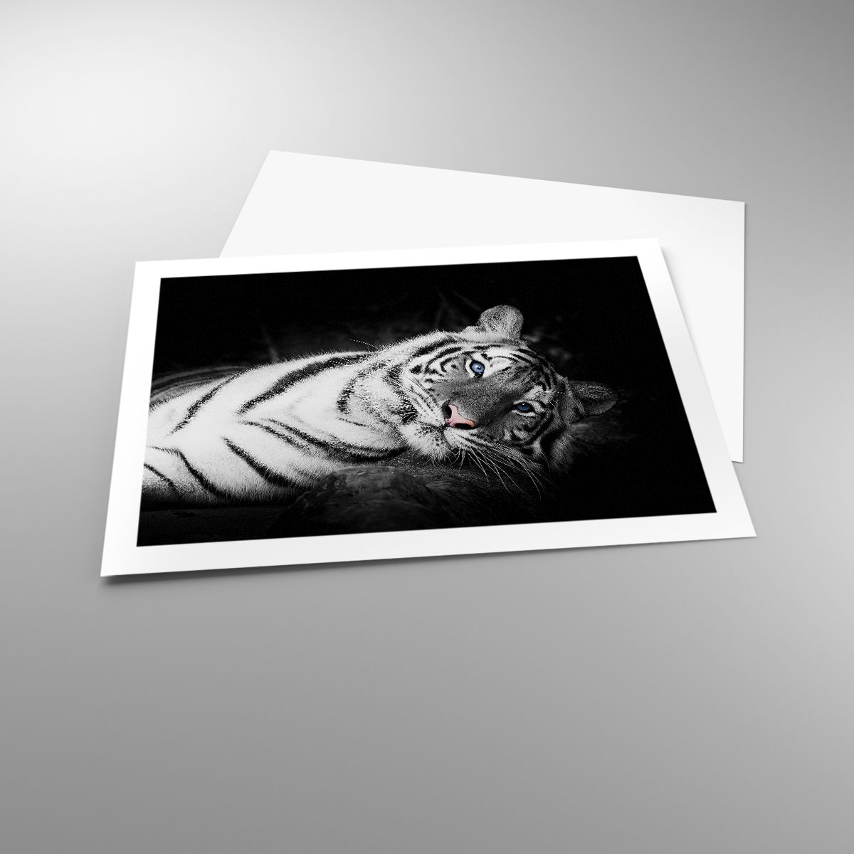 Poster White Tiger, Poster Tiger, Poster Animals, Poster Nature, Poster Black And White