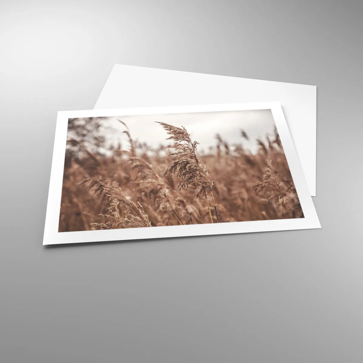 Affiche - Poster - C'est déjà l'automne dans les champs - 70x50 cm