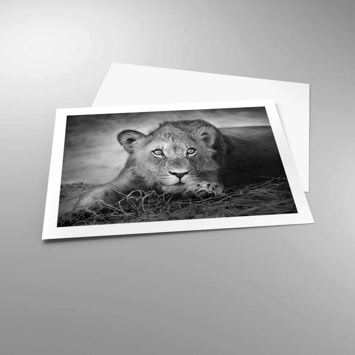 Plakát - Královské štěně - 70x50 cm