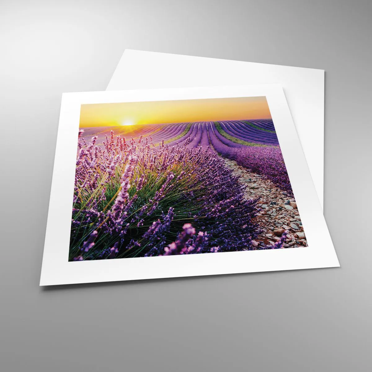 Póster - Pradera fragante - 40x40 cm