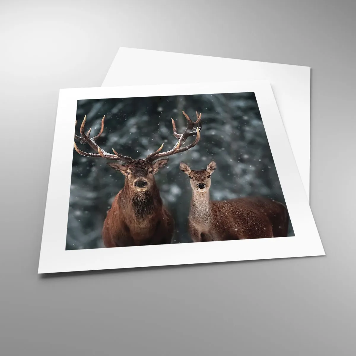 Poster - Il re della foresta con la consorte - 40x40 cm